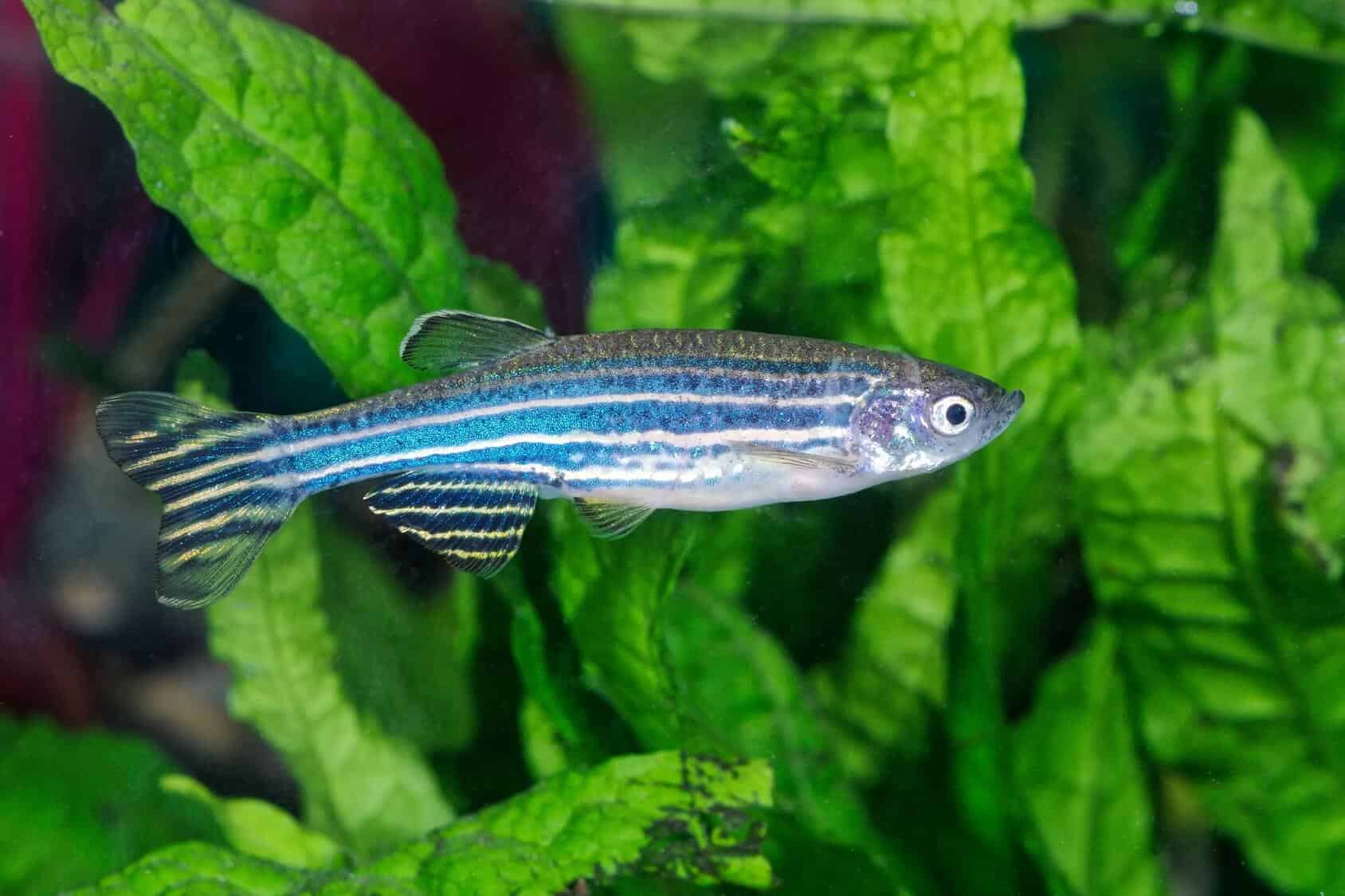 blue danio